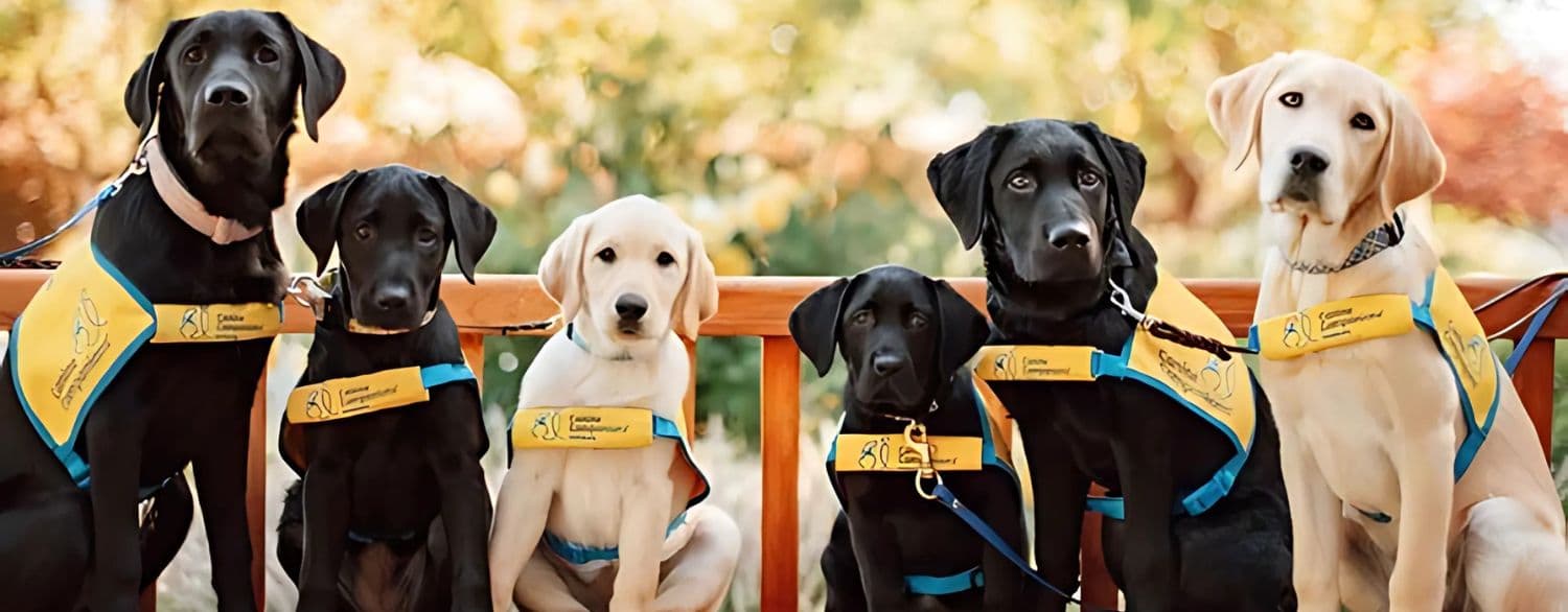 Dogs4Vets event background